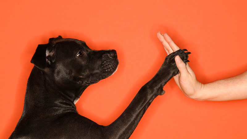 Why I Started Smartdog digita
